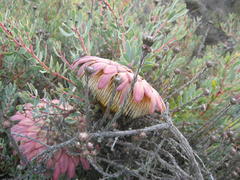 Protea sulphurea