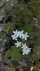 Cnidoscolus multilobus