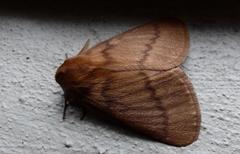 Phyllalia thunbergii