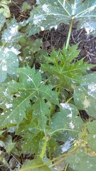 Cnidoscolus multilobus