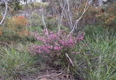Boronia scabra