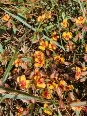 Platylobium obtusangulum