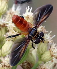 Trichopoda lanipes