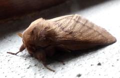 Phyllalia thunbergii
