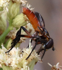 Trichopoda lanipes