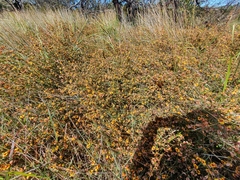 Platylobium obtusangulum