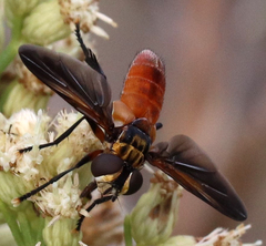 Trichopoda lanipes