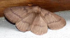 Phyllalia thunbergii