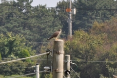 Falco tinnunculus