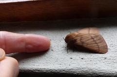 Phyllalia thunbergii