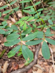 Senna acclinis