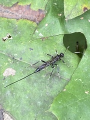 Xorides stigmapterus