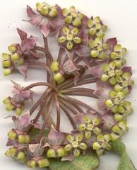 Asclepias albens