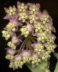Asclepias albens