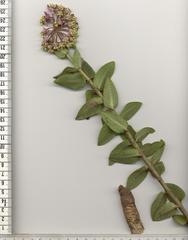 Asclepias albens