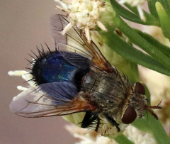 Archytas analis
