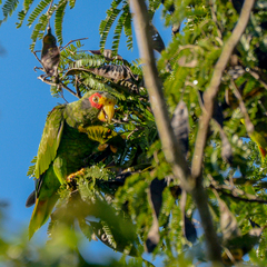 Amazona xantholora