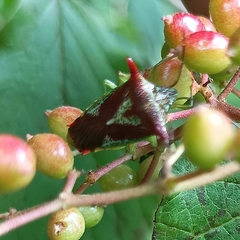 Acanthosoma rufescens