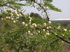 Vachellia robusta robusta