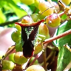 Acanthosoma rufescens