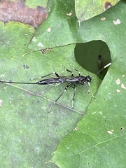 Xorides stigmapterus