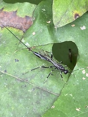 Xorides stigmapterus