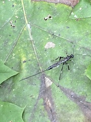 Xorides stigmapterus