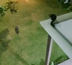 Paradoxurus musangus javanicus