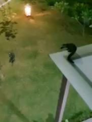 Paradoxurus musangus javanicus