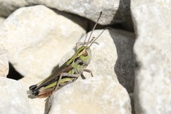 Stenobothrus grammicus