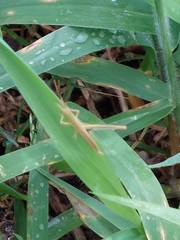 Acrida cinerea