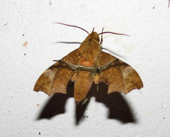 Aleuron iphis