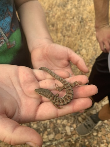 iNaturalist observation photo of Southern Alligator Lizard