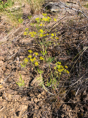 Lomatium ambiguum