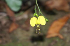 Aneilema aequinoctiale