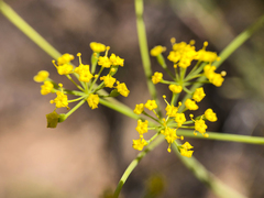 Lomatium ambiguum
