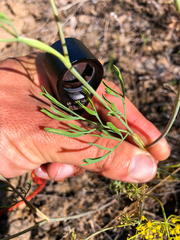 Lomatium ambiguum