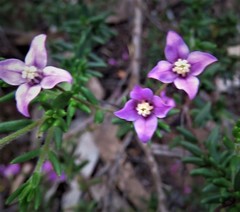 Boronia scabra