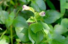 Torenia fordii