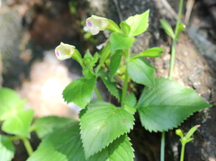 Torenia fordii