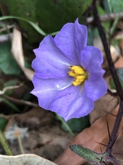 Solanum pungetium