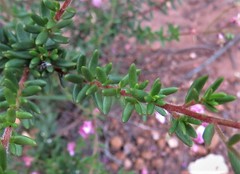 Boronia scabra