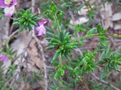 Boronia scabra