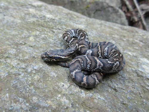 Manchurian Black Ratsnake