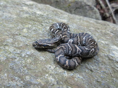 Amur Ratsnake photo 5