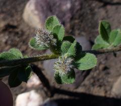 Indigofera sp12