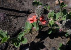 Indigofera sp12