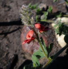 Indigofera sp12