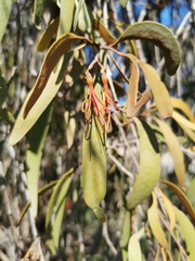 Amyema pendula