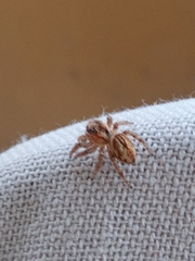 Plexippus paykulli